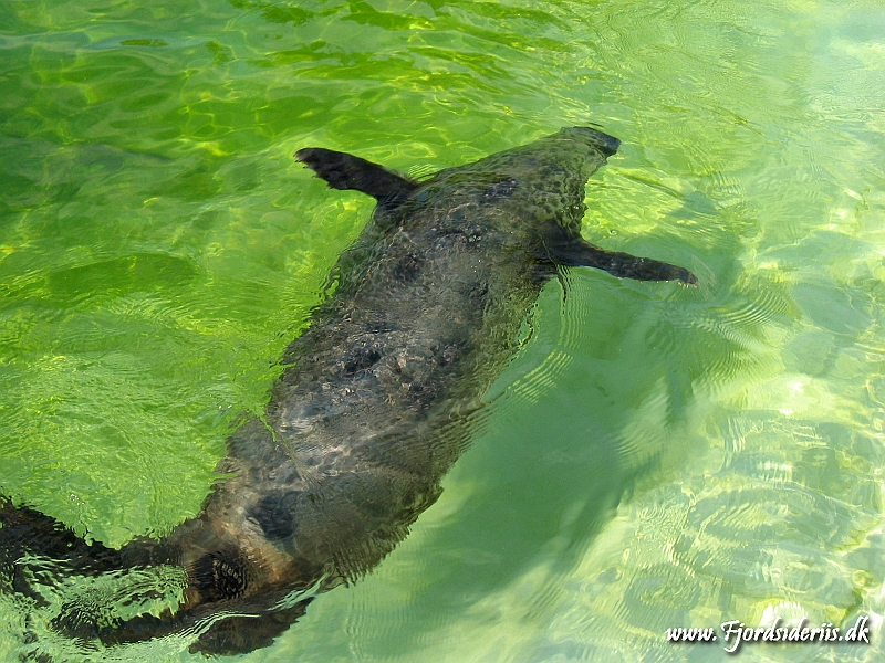 KBH zoo 190703 323.JPG